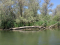 38A