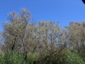 38C