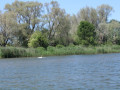 41C